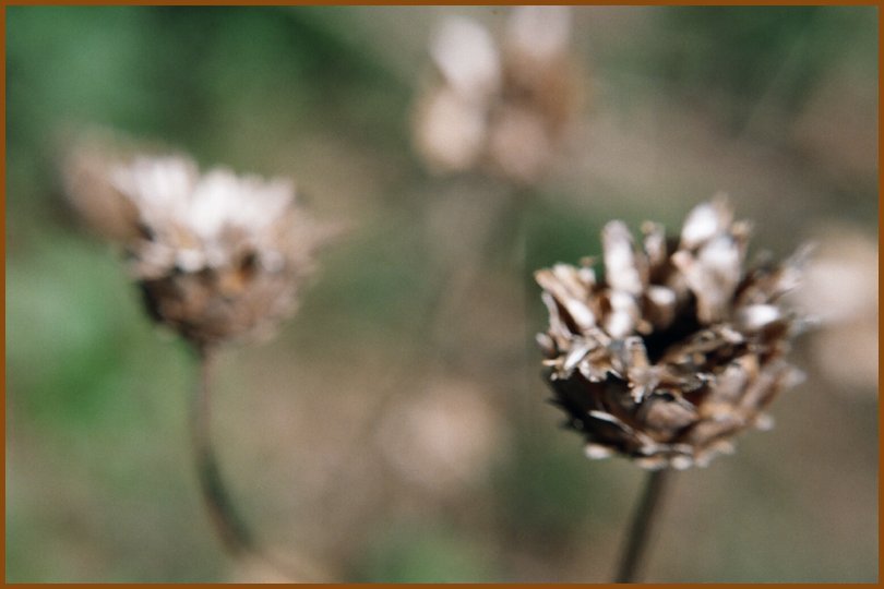 flowerpicking05