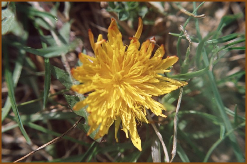 flowerpicking06